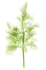 Fototapeta premium Green dill isolated on a white background.