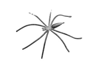 Spider toy isolated on a white background.