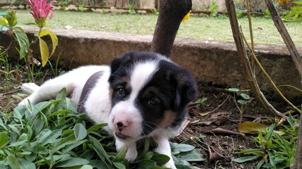 Fototapeta premium puppy