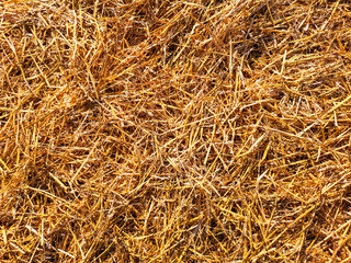 Dry hay closeup as abstract background.
