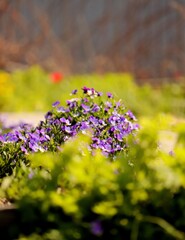 Obraz premium flowers in the garden