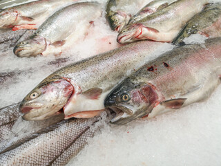 Trout fish in ice on the counter