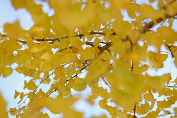 golden autumn leaves on blue sky