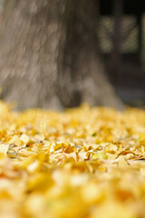 close up of a yellow leaves