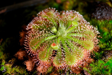 Planta carnívora Drosera spatulata rocío  de sol en maceta con sustrato peat moss