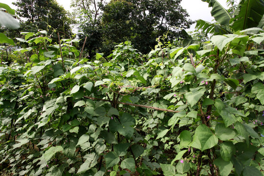 A field planted with long beans in the Babakan Madang area, Bogor, Indonesia. Long bean plant in the field