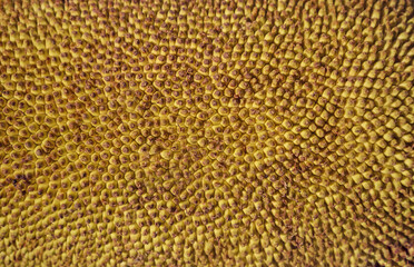 Macro of Jackfruit Skin Wallpaper and Background in Horizontal Orientation