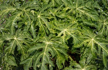 Papaya or Pawpaw Leaves Background in Horizontal Orientation