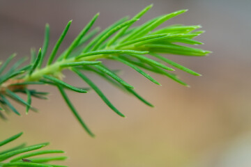 Spruce green seedling. Drylands landscaping concept.