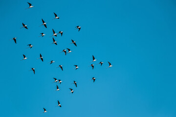 Flying Birds on blue sky a group of sea birds