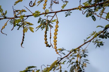 Vachellia Nilotica Pods or Babul Pods with Selective Focus, Also Known as Gum Arabic Tree, Thorn Mimosa, Thorny Acacia or Egyptian Acacia