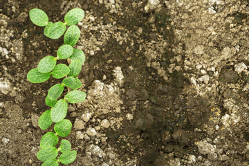 Young shoots sprout from the ground. New spring life. Soil texture with plants