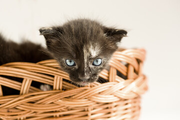 Fototapeta na wymiar Cute kitten. Small cat. Fluffy cozy pet 