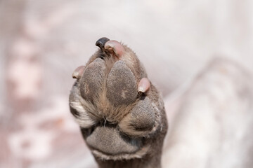 A close up look at the underside of the back dirty dog paw pad, during the day