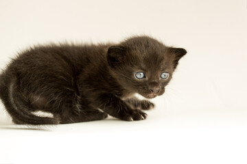 Cute kitten. Small cat. Fluffy cozy pet
