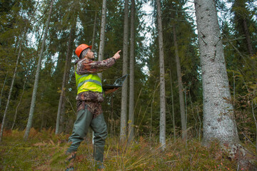 A forest engineer in a helmet and a vest works in the forest with a computer. The concept of computerized forest inventory.