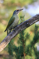 grey-headed woodpecker in the tree