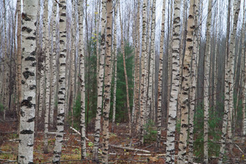 Birch forest. Natural background with the trunks of birch trees.