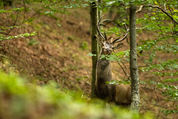 The Red Deer stag during the rutting season in the Carpathians.