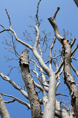White dry tree branches against the sky