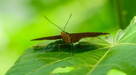 tropical butterfly on big leaf head shot
