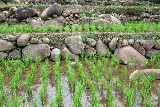 Rice plants began to grow in rice fields. Wide area paddy field in Bogor, West Java, Indonesia, Indonesian landscape.