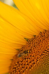 Bee on Sunflower - Macro