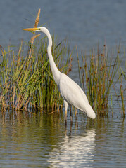great egret (Ardea alba) alias common, large or great white egret or heron wading in pond