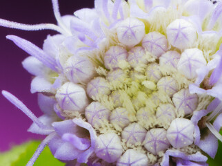 Macro shot of a purple flower using reverse lens technique.