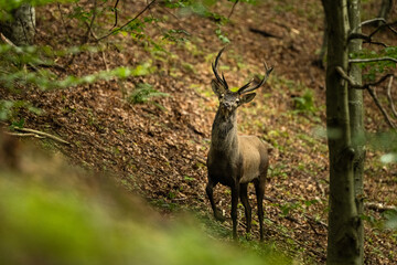 The Red Deer stag during the rutting season in the Carpathians.
