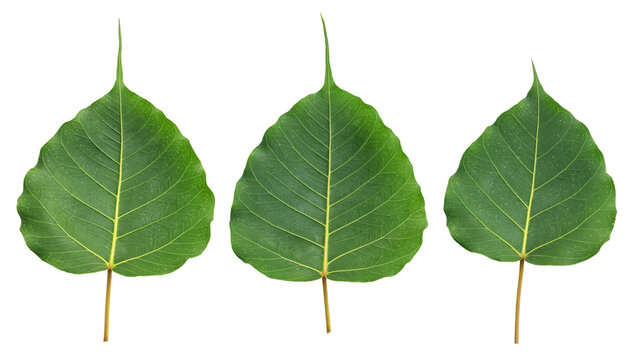 Green bodhi leaves on a white background.