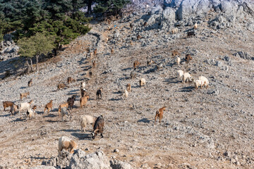 Mount Enos National Park in Greece