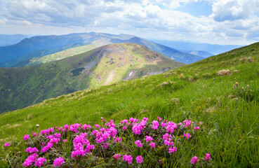 Fototapeta na wymiar Mountain slope with blooming rhododendron rue flowers and pasque rhododendron and pasque flowers in the Carpathian mountains, sun lit mountain ranges with patches of snow around.