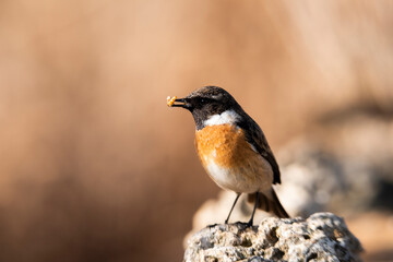 European stonechat (Saxicola rubicola), Castilla la Mancha, Spain