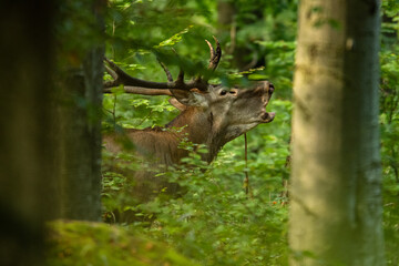 The Red Deer stag during the rutting season in the Carpathians.