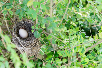 Naklejka na ściany i meble Bird nest with egg