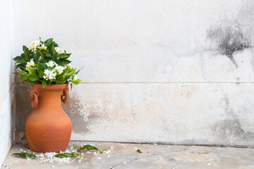 white flowers jasmine in flowerpot decoration beside background cement walls