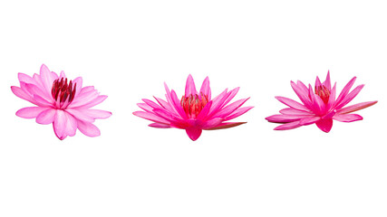 Set of lotus flower isolated on white background. clipping paths