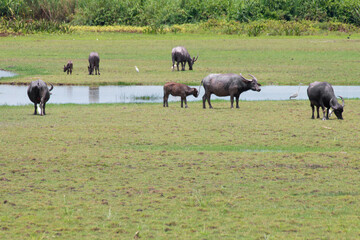 buffalo standing in meadow