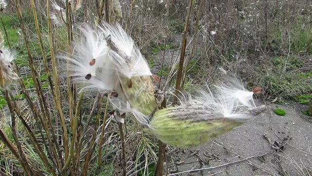 Syrian cotton wool seeds Asclepias syriaca