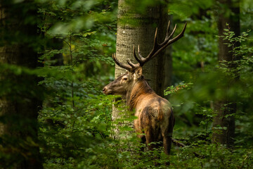 The Red Deer stag during the rutting season in the Carpathians.