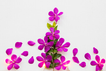 Obraz na płótnie Canvas purple flowers orchid arrangement flat lay postcard style on background white wooden