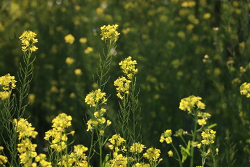 菜の花が草原に生える