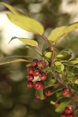 Berries growing on a plant