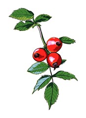 Vector image of a branch of wild rose. Botanical sketch of red rose hips and green leaves. Bright berries are hand-drawn