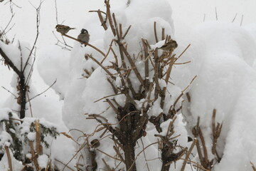 birds and snow 