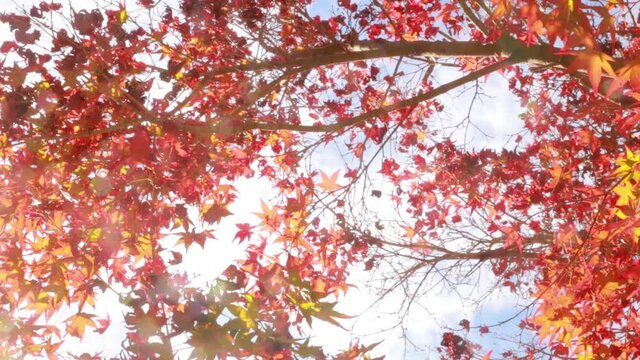 黄金に輝く希望を彷彿させる秋の揺れる紅葉の動画
