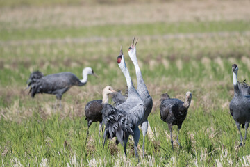 Hooded cranes whooping in rice field
