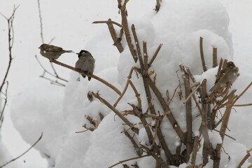 Snow time
