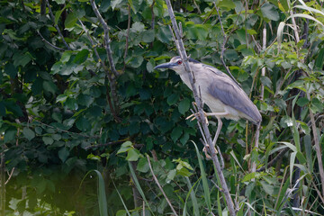 Black-crowned Night Heron (Nycticorax nycticorax) 